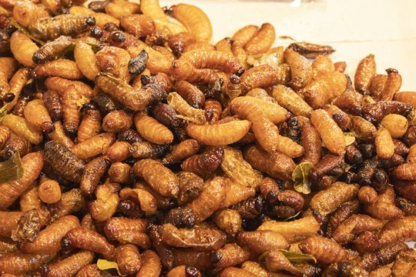 Ulat Sagu, Superprotein Lokal dari Timur Indonesia yang Ramah Lingkungan