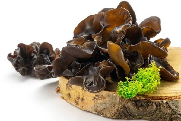 Jamur Kuping Hitam, Sumber Antioksidan yang Sering Terabaikan