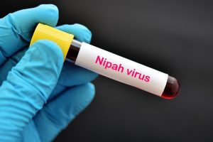Situasi Terkini Virus Nipah di Indonesia, Waspada Tanpa Kepanikan